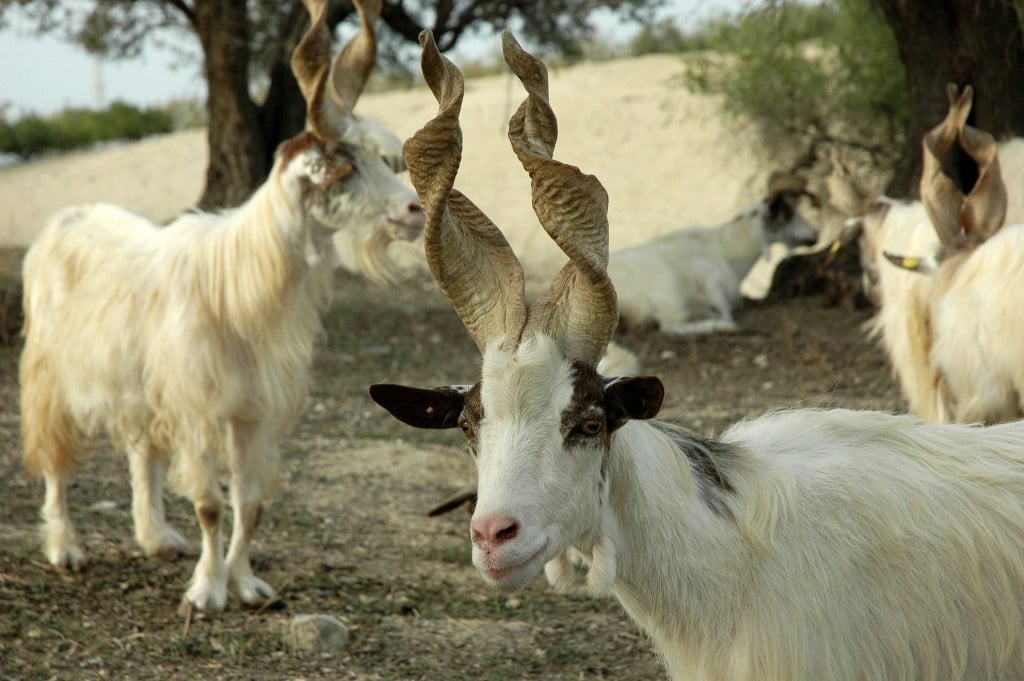 Capra Girgentana